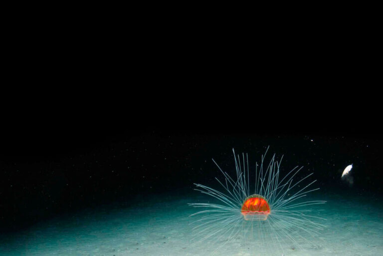 Read more about the article La carrera por tomar la fotografía en el punto más profundo del océano: una imagen bajo 10.000 metros