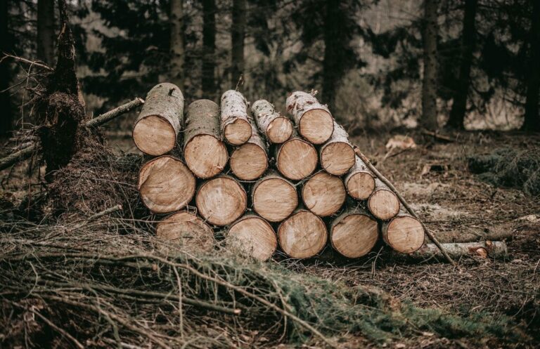 Read more about the article Ya éramos capaces de imprimir carne en una impresora 3D. Ahora podemos crear madera sin cortar un solo árbol
