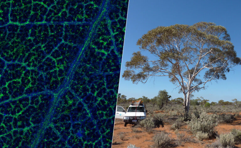 Read more about the article Los australianos han encontrado oro en el lugar más insospechado: las hojas de su árbol más característico