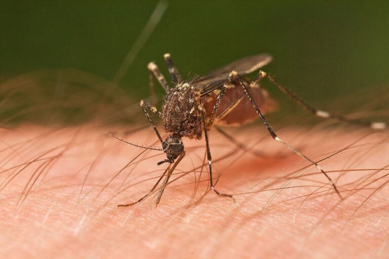 Read more about the article Acabamos de descubrir un aliado totalmente inesperado contra las picaduras de mosquito: el gel de coco