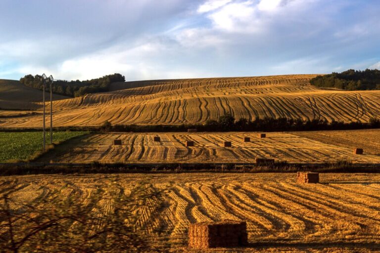 Read more about the article El cereal español aspiraba a ser el nuevo “granero de Europa”. La sequía y los precios han puesto fin a su sueño