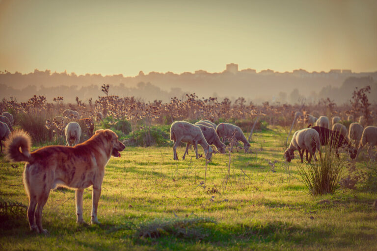Read more about the article Galicia vive una fiebre por el mastín, cambiando incluso la raza de sus perros. El motivo: la PAC