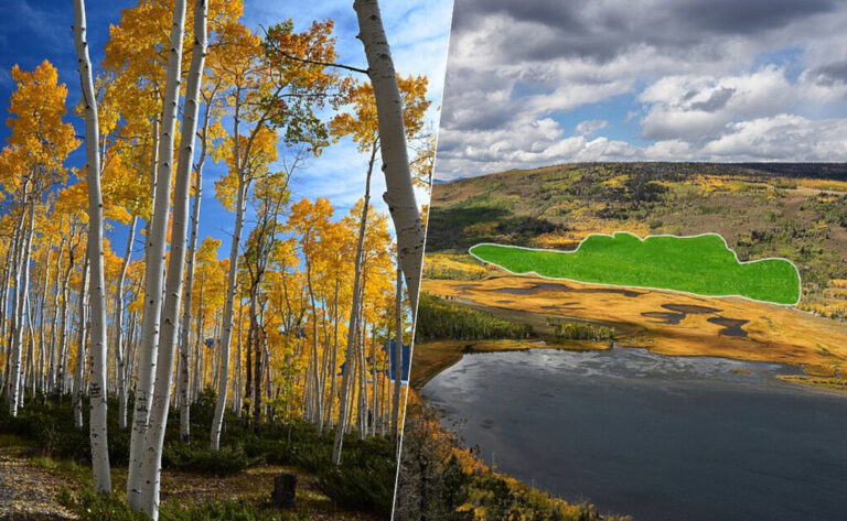 Read more about the article Hemos registrado y grabado el sonido que emite el mayor ser vivo del planeta. Y no es la ballena azul