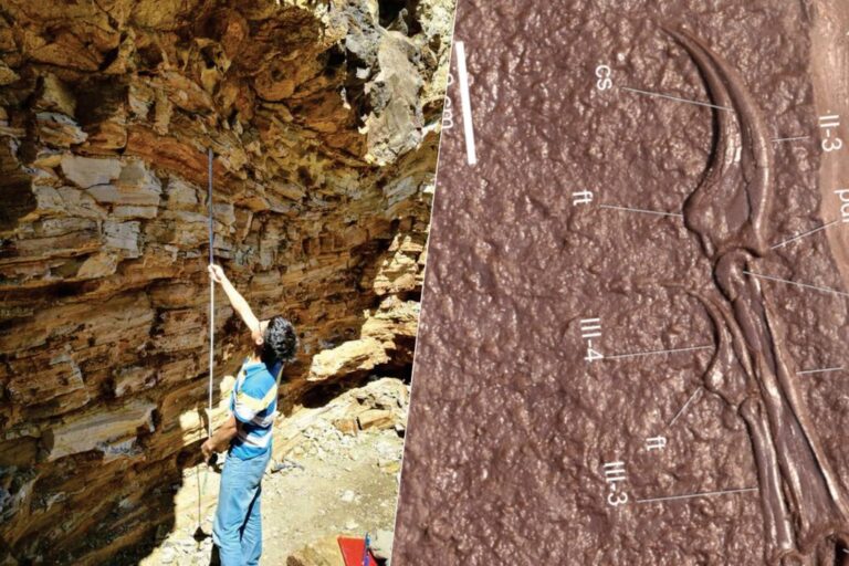 Read more about the article China ha encontrado los restos de un nuevo dinosaurio y tienen algo extraordinario: sus manos