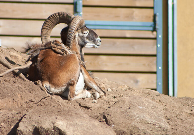 Read more about the article Franco introdujo una oveja exótica en el Teide para contentar a los cazadores. Ahora está acabando con su ecosistema