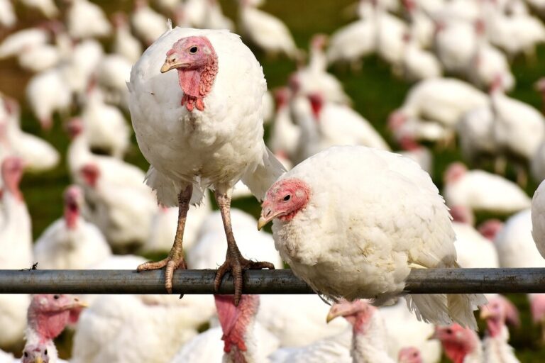 Read more about the article Hay personas cuyo trabajo consiste en masturbar pavos. Y su importancia va en aumento