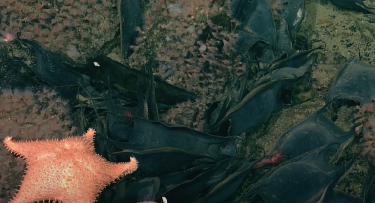 Read more about the article Pensaban que solo era un volcán extinto a 2.000 metros de profundidad. No podía estar más equivocados