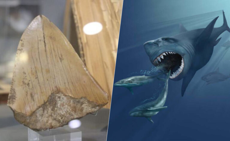 Read more about the article Andalucía busca el rastro de uno de los mayores predadores que habitaron la Tierra: el megalodón