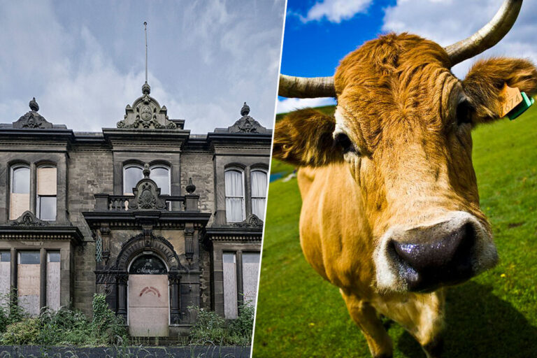 Read more about the article En 2010 China construyó una lujosa ciudad plagada de villas barrocas. Hoy ha sido tomada por vacas y campesinos