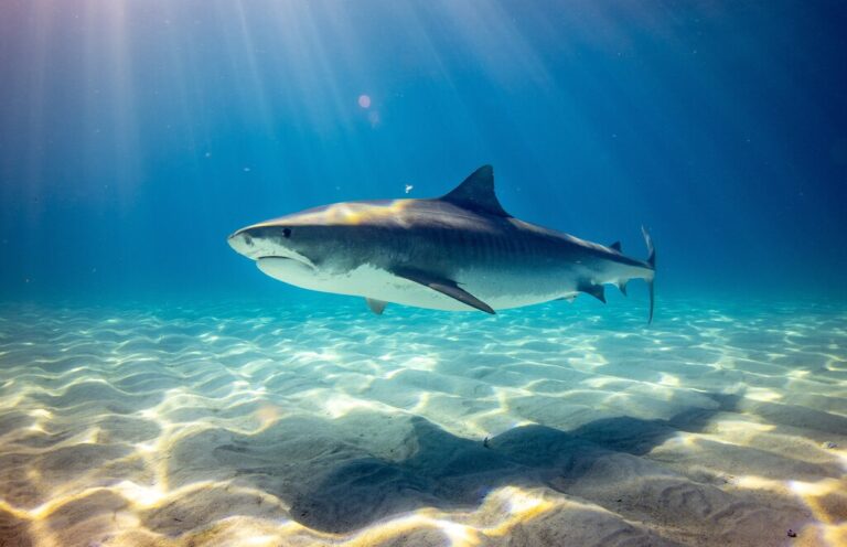Read more about the article Los tiburones son la peor pesadilla de los bañistas. Y por eso Estados Unidos ha puesto a drones a patrullar playas