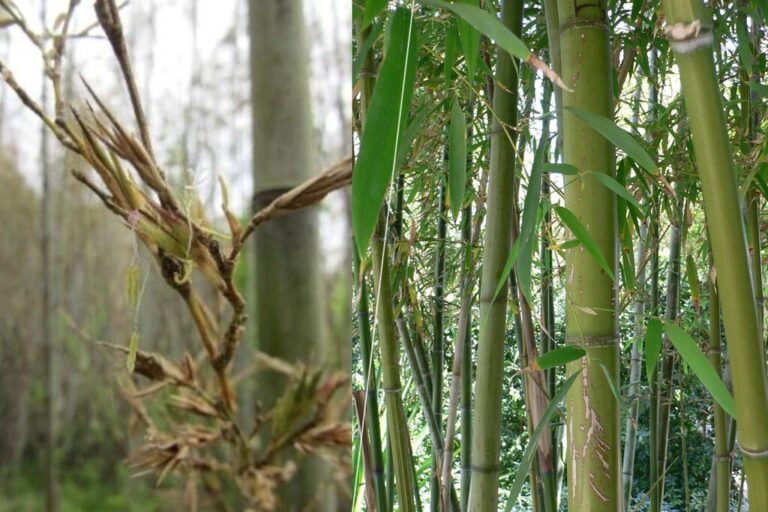 Read more about the article Después de 120 años de crecimiento, un bambú japonés acaba de florecer. Y eso es un problema