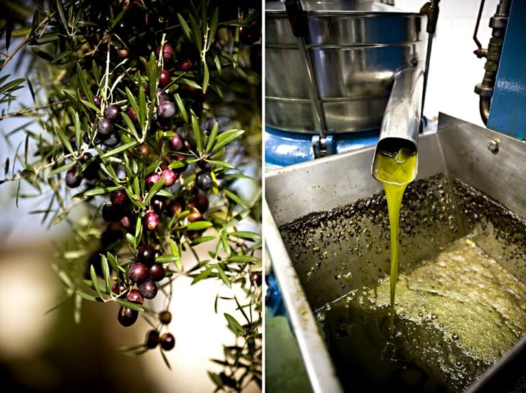 Read more about the article Las salidas del aceite de oliva se están desplomando. Eso borra un fantasma del horizonte: el desabastecimiento
