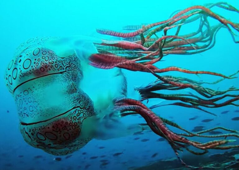 Read more about the article Un buzo se ha topado con una de las medusas más raras del mundo. Sólo ha sido fotografiada dos veces en la vida