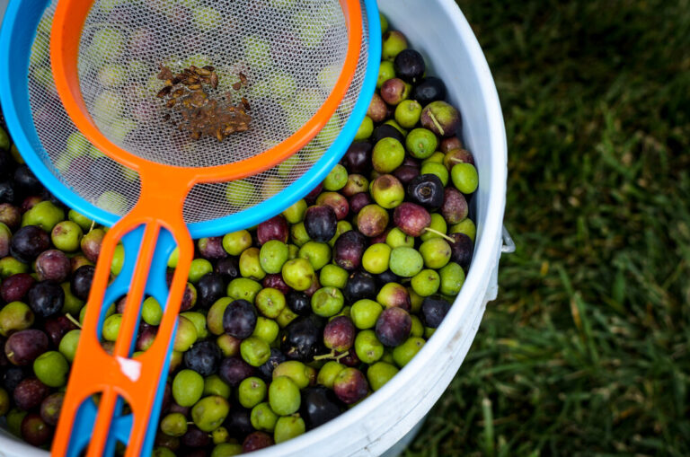 Read more about the article El aceite de oliva está tan caro que hay gente planteándose hacerlo en casa. Es un follón inenarrable