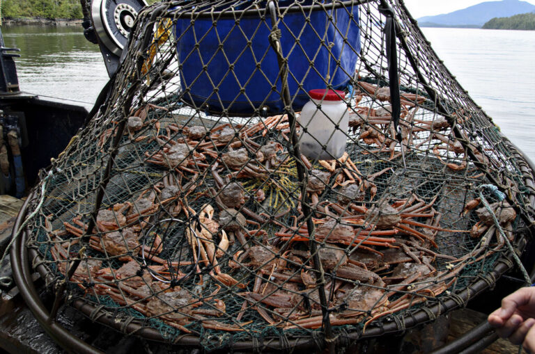 Read more about the article En el mar de Bering han “desaparecido” 10.000 millones de cangrejos de las nieves. Ahora sabemos por qué