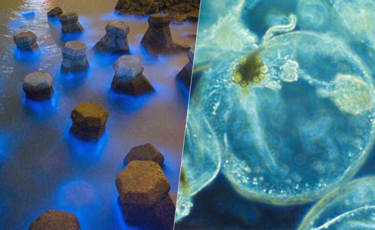 Read more about the article Los eventos de bioluminiscencia son uno de los fenómenos más vistosos del mar. También son una mala señal