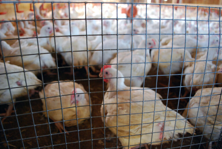 Read more about the article Otro alimento básico está al borde de triplicar su precio por la normativa europea de Bienestar Animal: el pollo