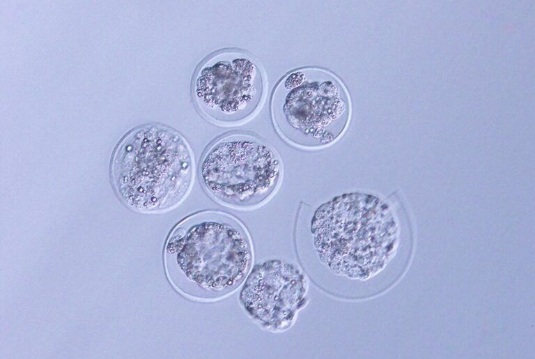 Read more about the article ¿Podemos procrear en el espacio? Los japoneses acaban de dar el primer paso con embriones de ratón